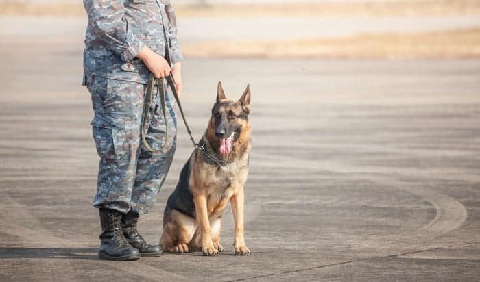 what qualifications do you need to be a dog handler in the police