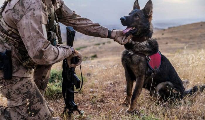 how to become a military working dog handler
