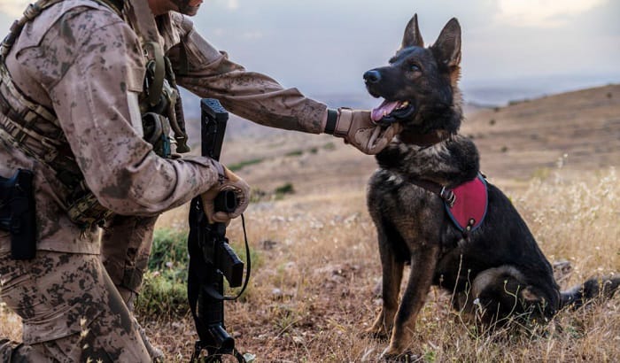 Tactical Dog Harness with Handle No-pull Large Military Dog Vest US Working  Dog