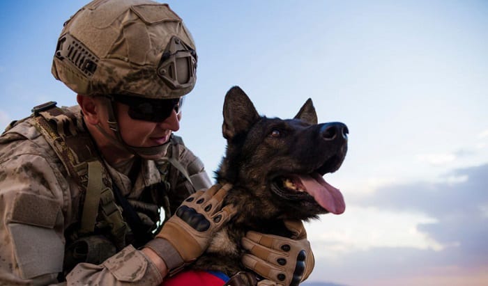 army dogs