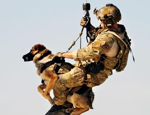 military-k9-dogs