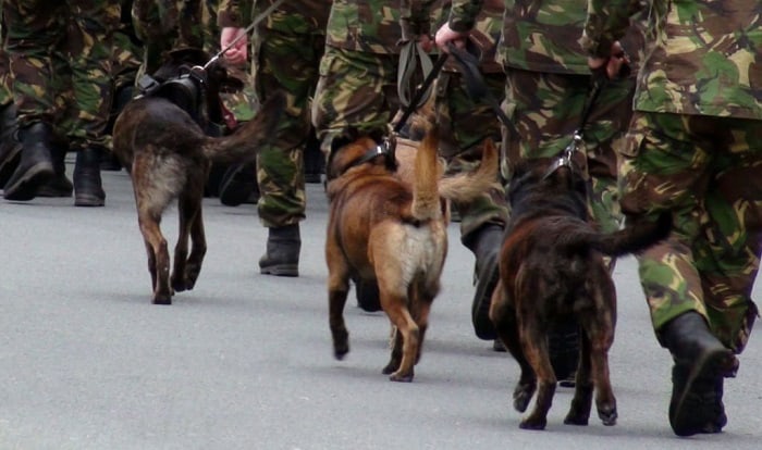 military-working-dogs