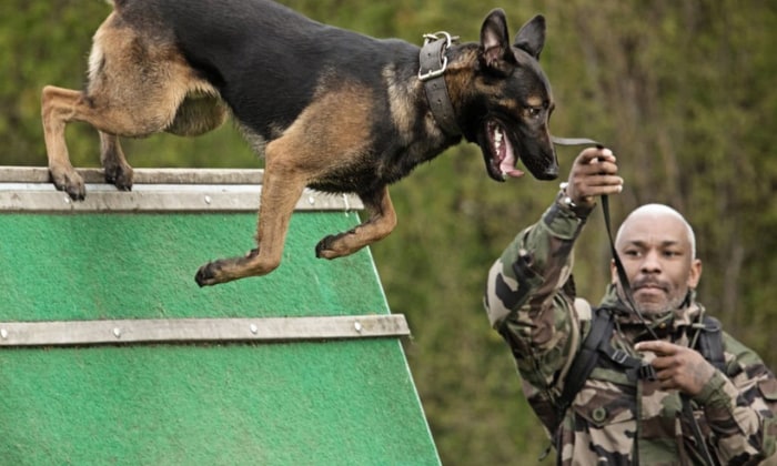 Specializations-And-Roles-Of-Dogs-In-The-Military