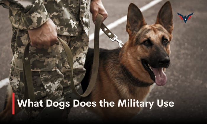 what dogs does the military use
