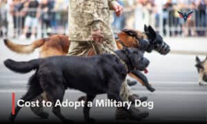 How much does it cost to adopt a military dog