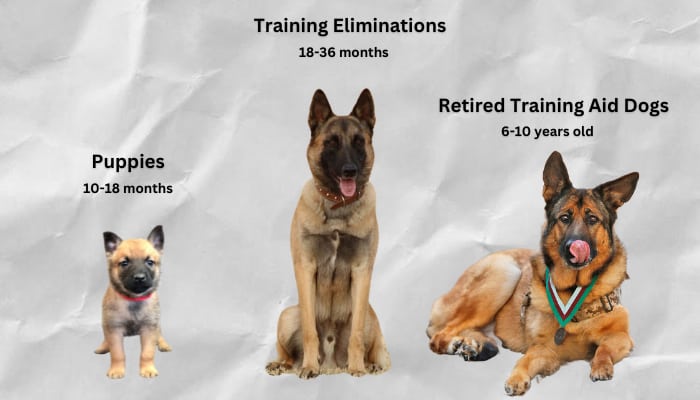 three-canine-types-available-for-adoption-in-the-air-force-base